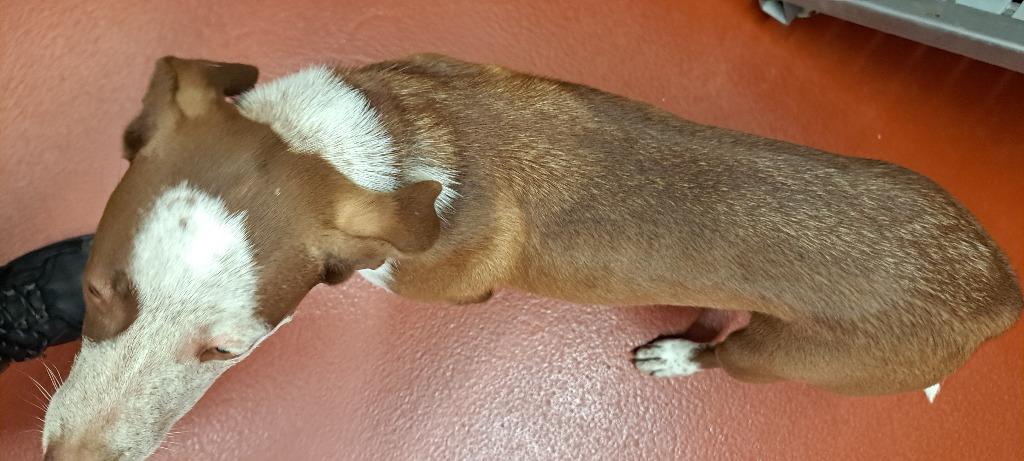 Enlarge Nova, a Adoptable mixed breed in Douglasville, GA image 5/5