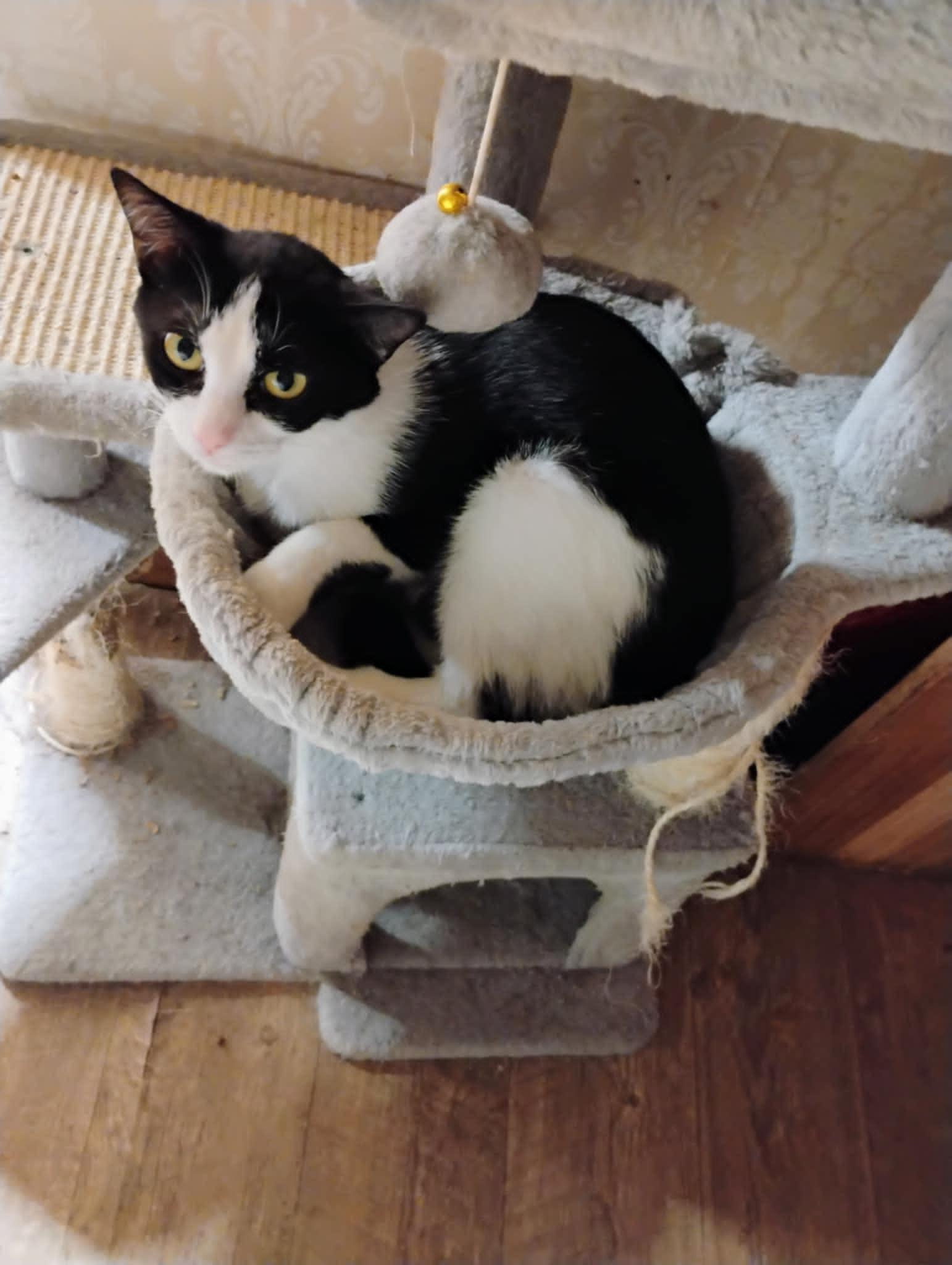 Lucille W., Adoptable, Adult Female Domestic Short Hair & Tuxedo.