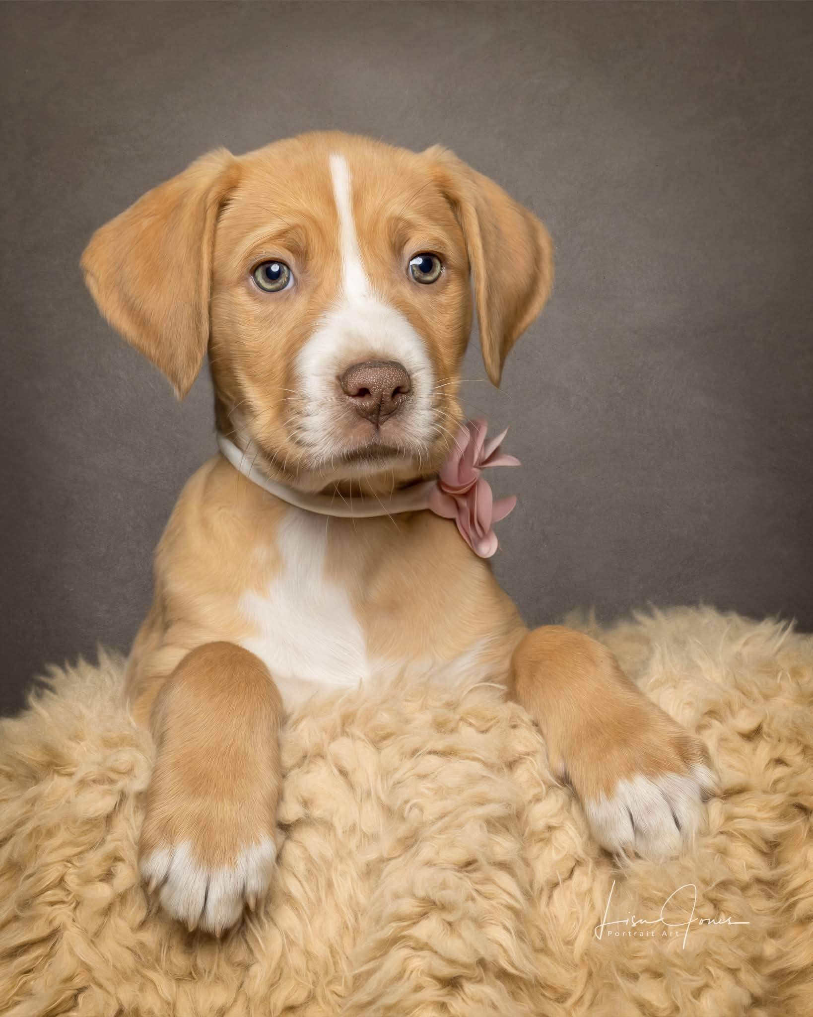 Dizzy, ADOPTABLE, Puppy Female Mixed Breed.