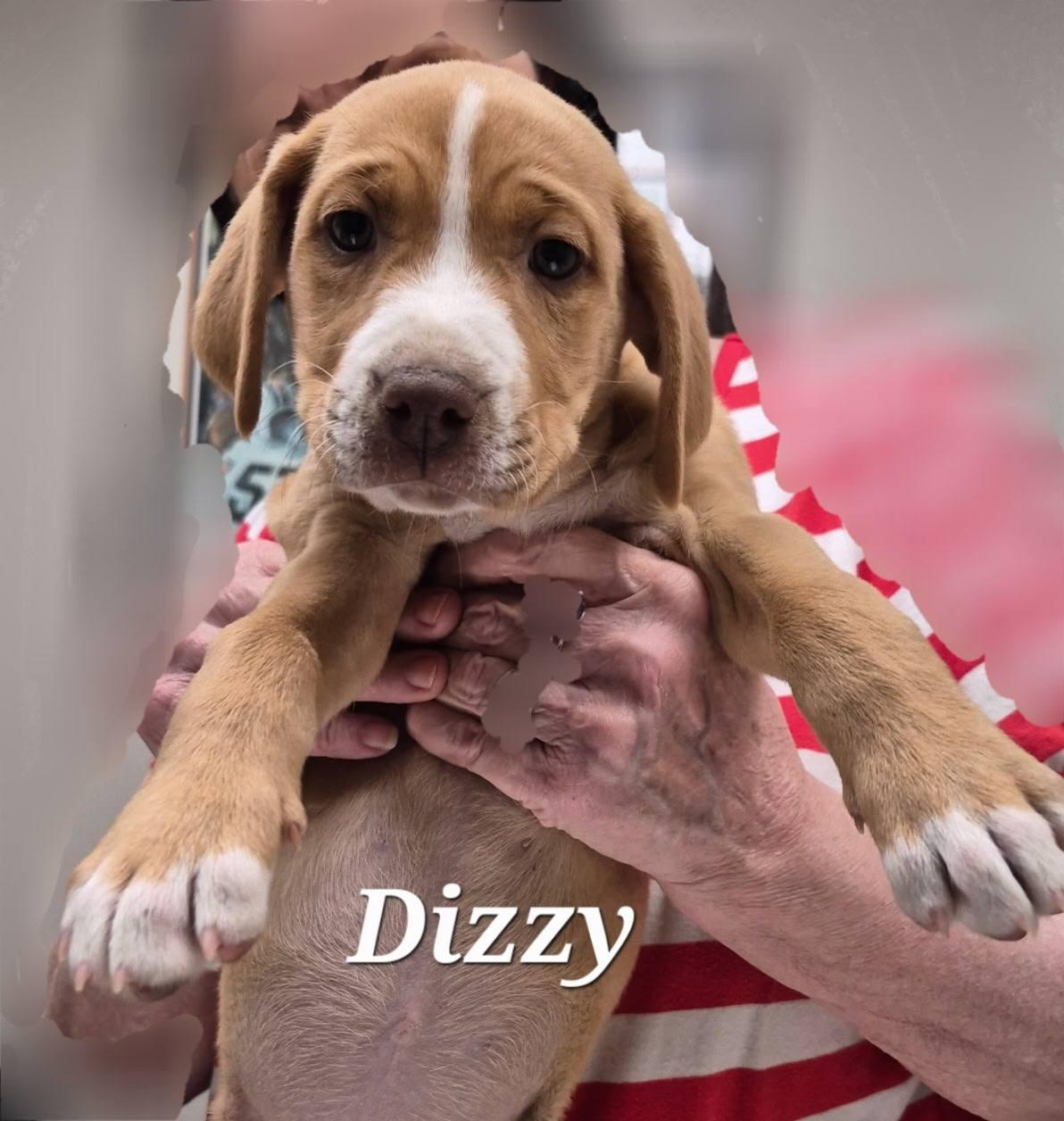 Enlarge Dizzy, a ADOPTABLE Mixed Breed in Cullman, AL image 2/2
