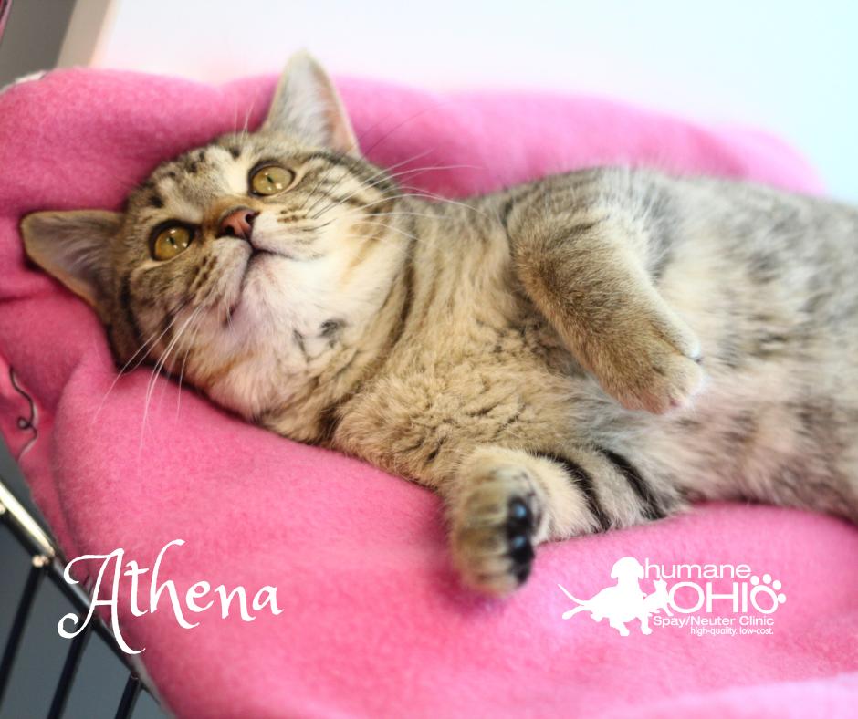 Athena, Adopted, Young Female Domestic Short Hair.