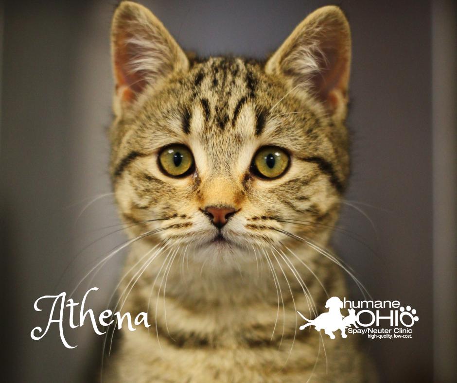 Enlarge Athena, a Adopted Domestic Short Hair in Toledo, OH image 2/2
