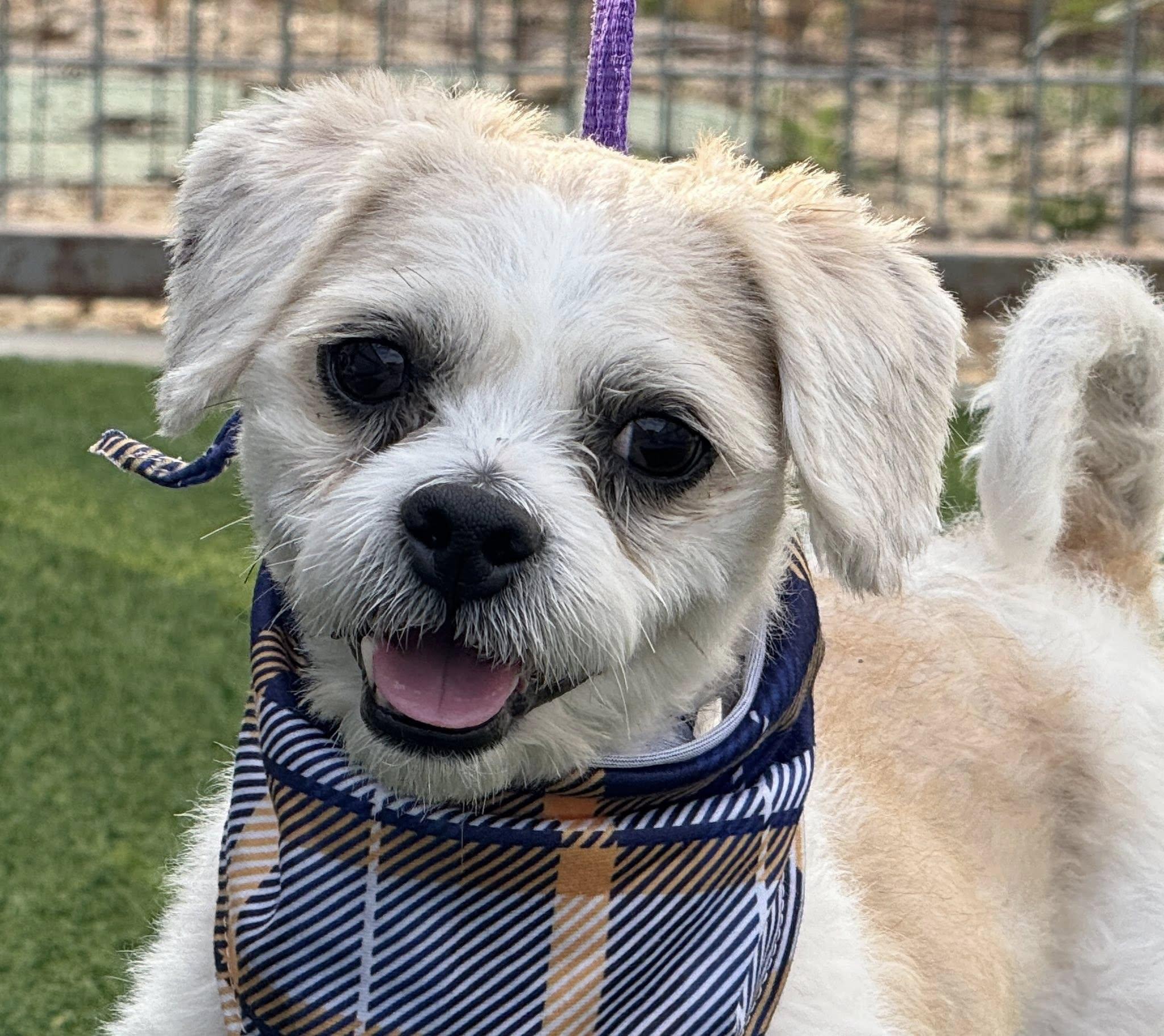 Odie - handsome tan and white boy