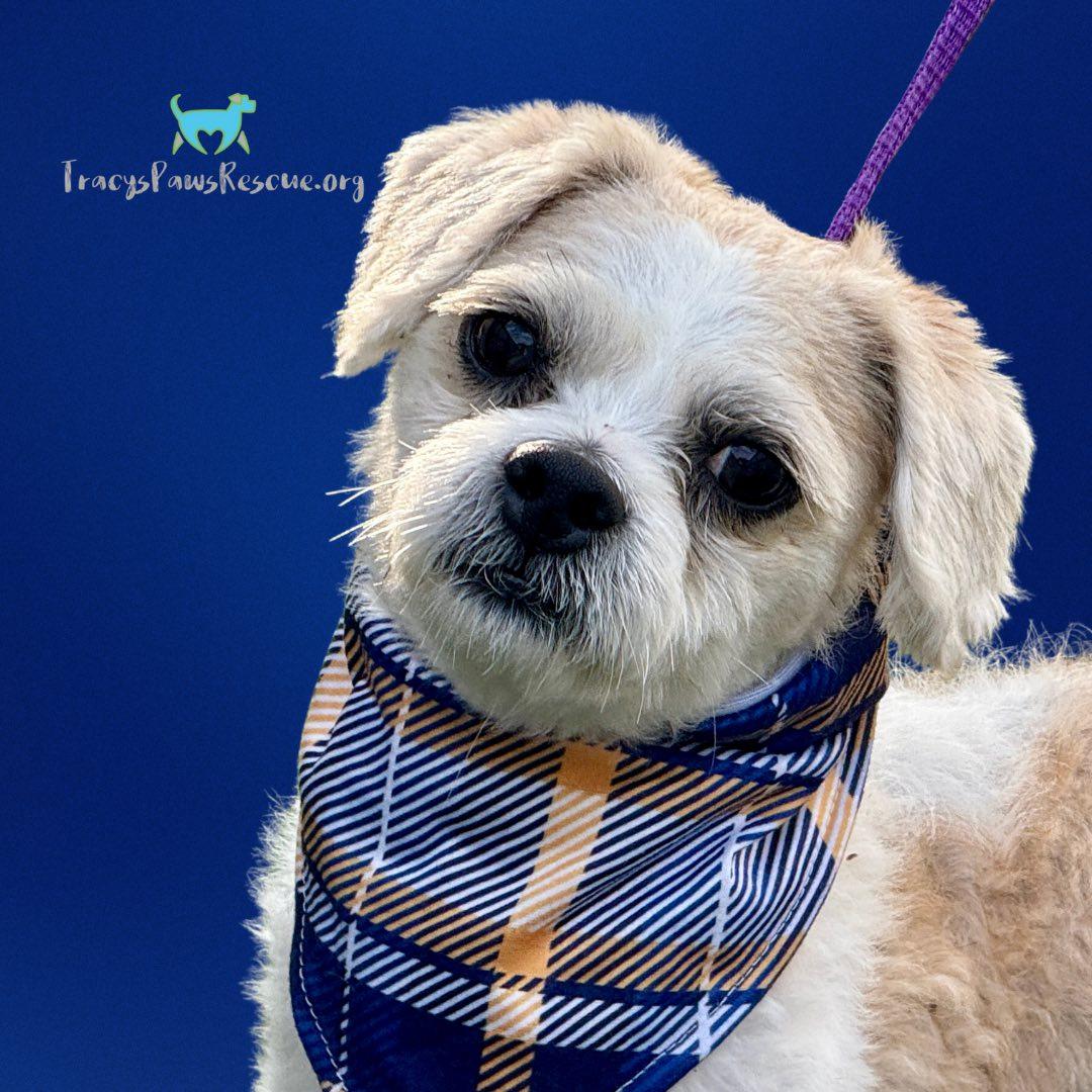 Odie - handsome tan and white boy