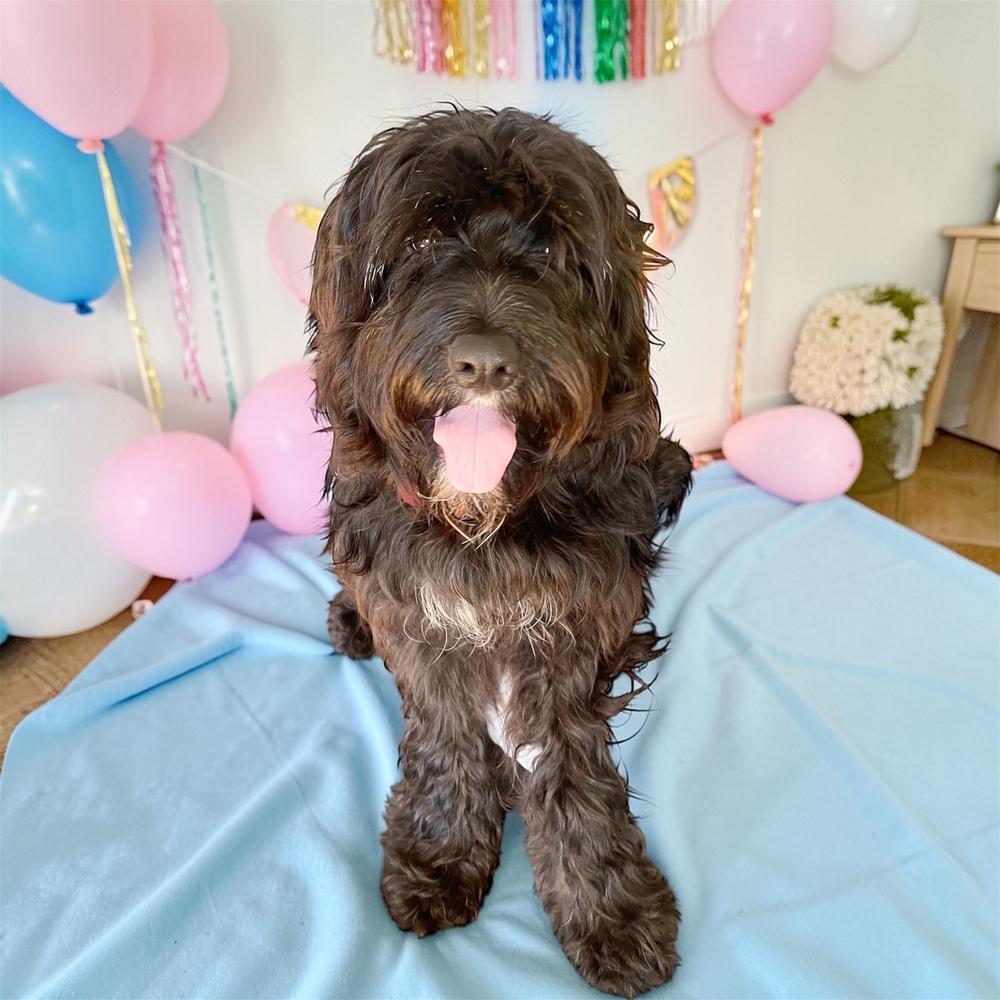 Jasper, Adoptable, Puppy Male Cockapoo.