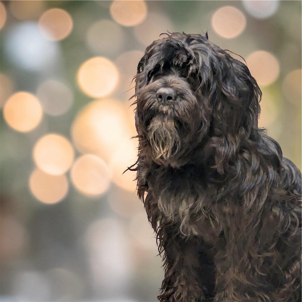 Enlarge Jasper, a Adoptable mixed breed in Bellingham, WA image 2/3