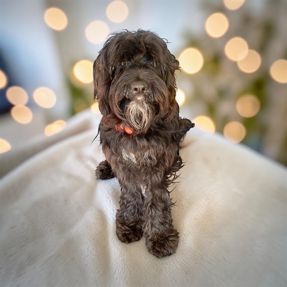 Enlarge Jasper, a Adoptable mixed breed in Bellingham, WA image 3/3