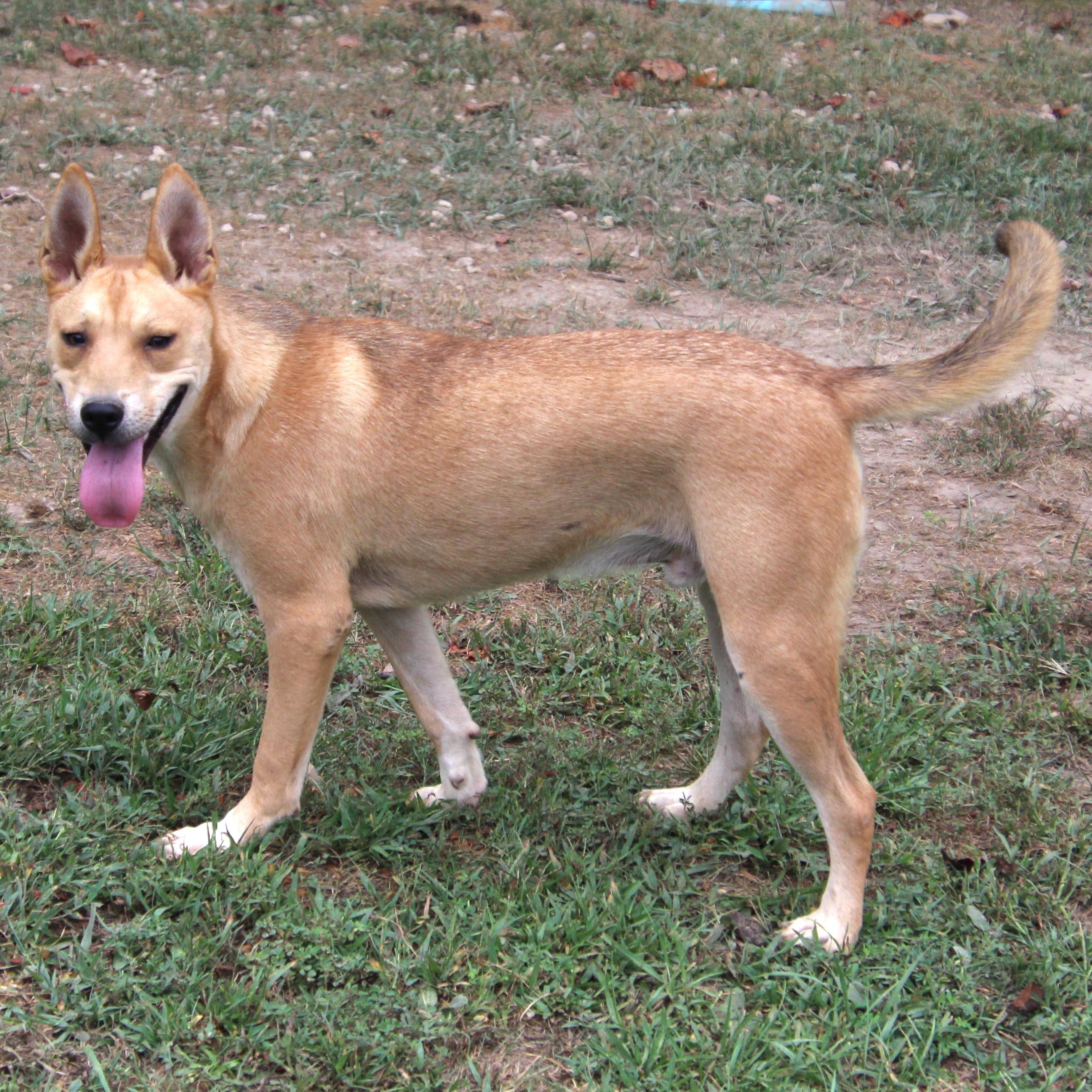 Dingo