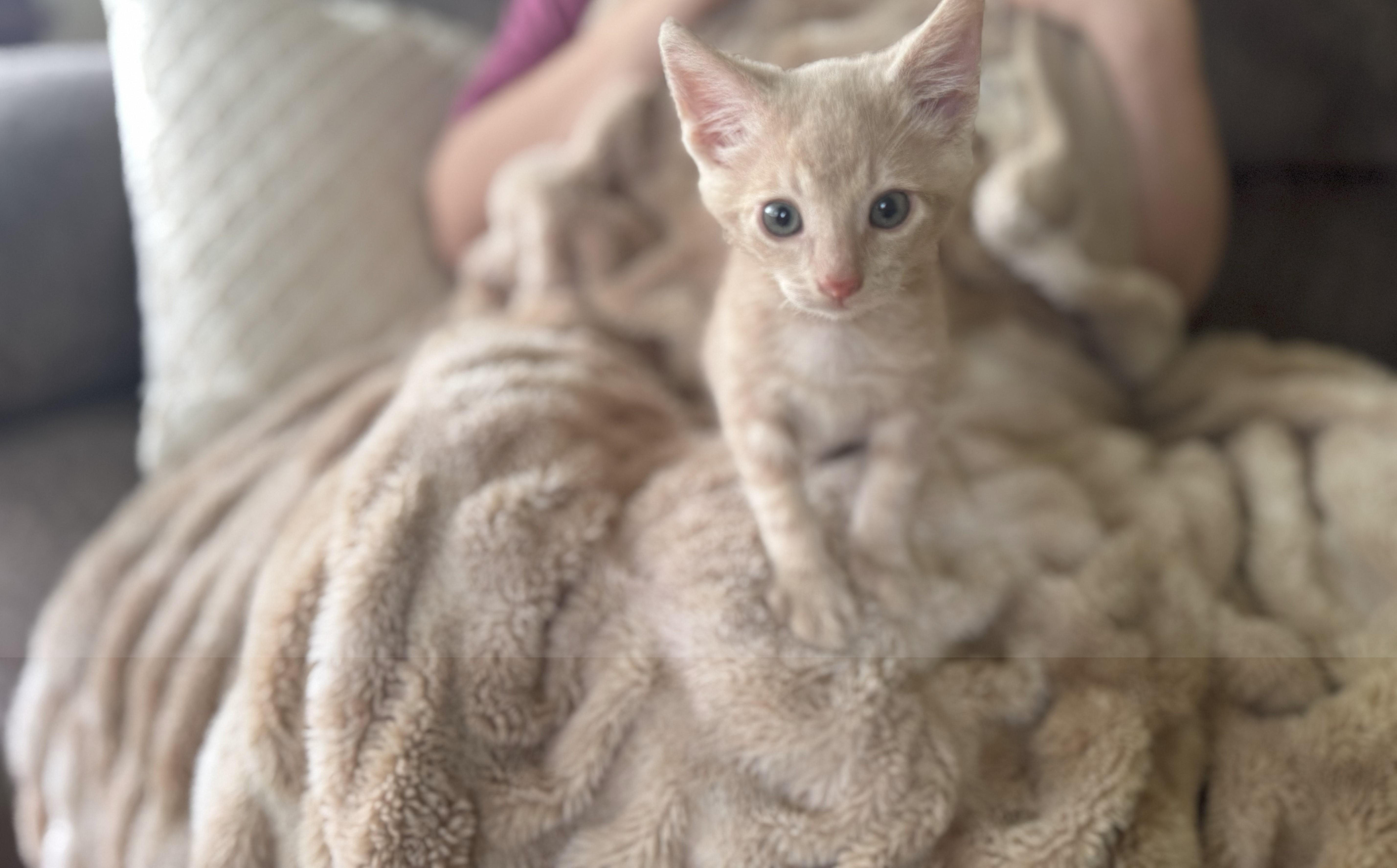 Oliver