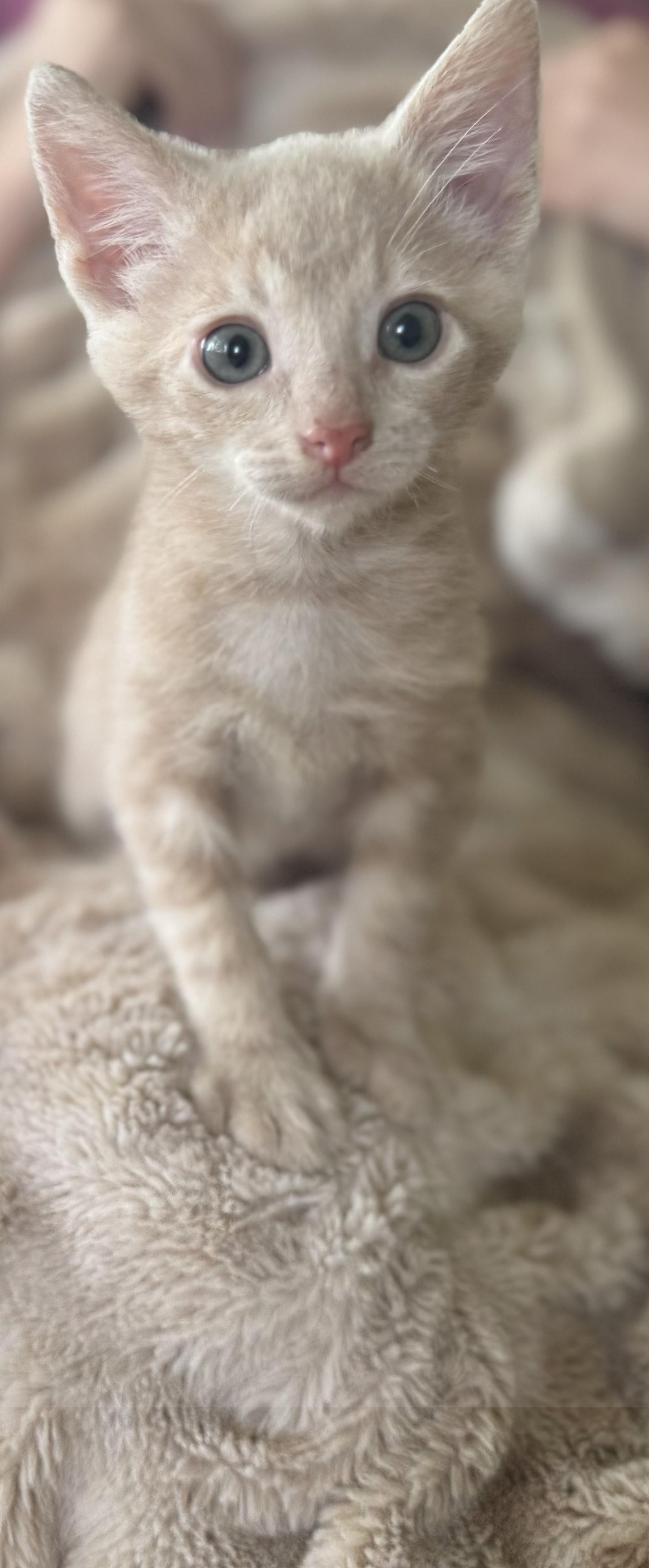 Oliver