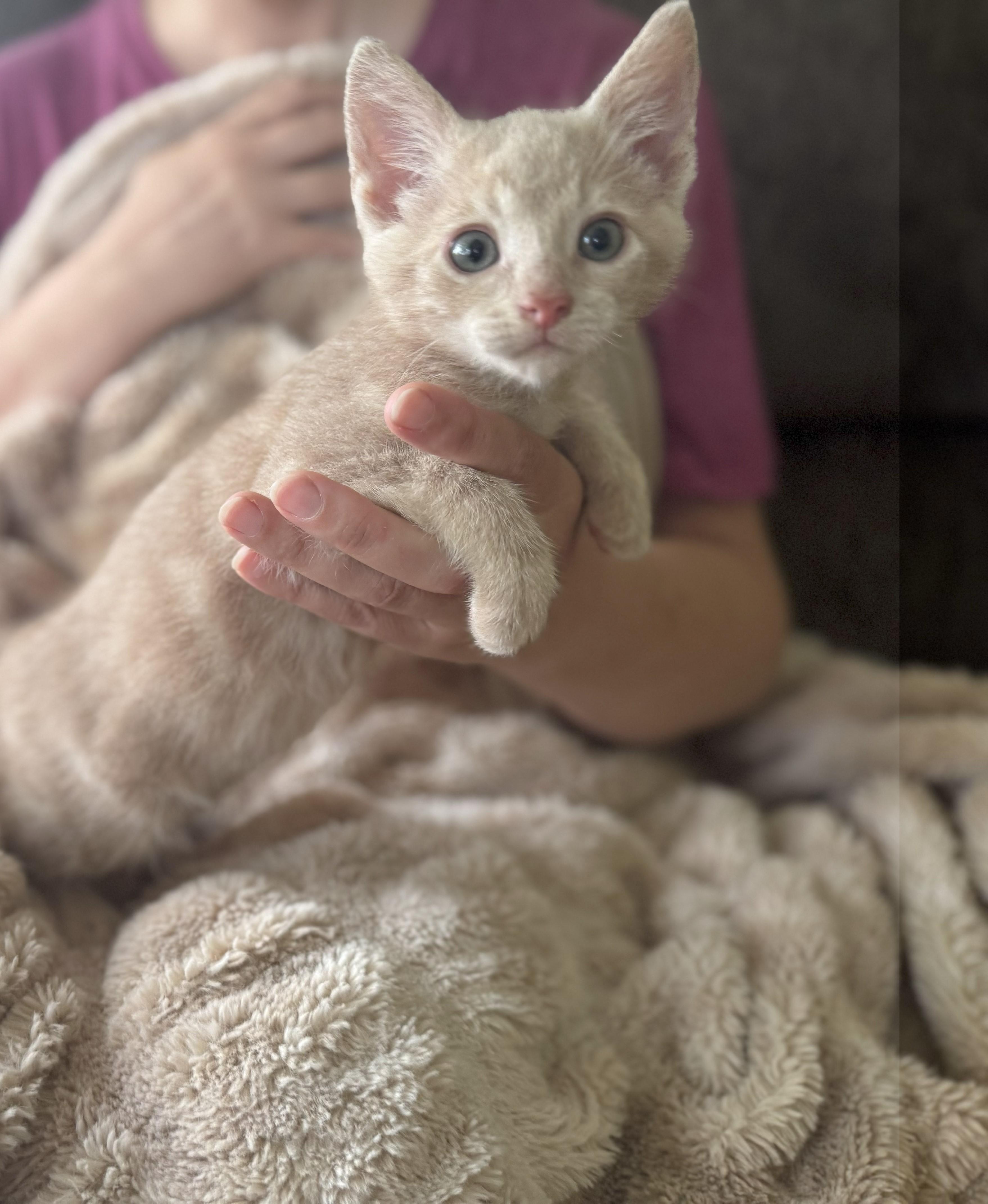 Oliver
