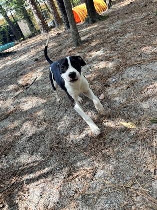 Sisqo, adopted, Puppy Male Mixed Breed.