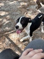 Sisqo, an adopted Mixed Breed in Georgetown, SC image 2/2