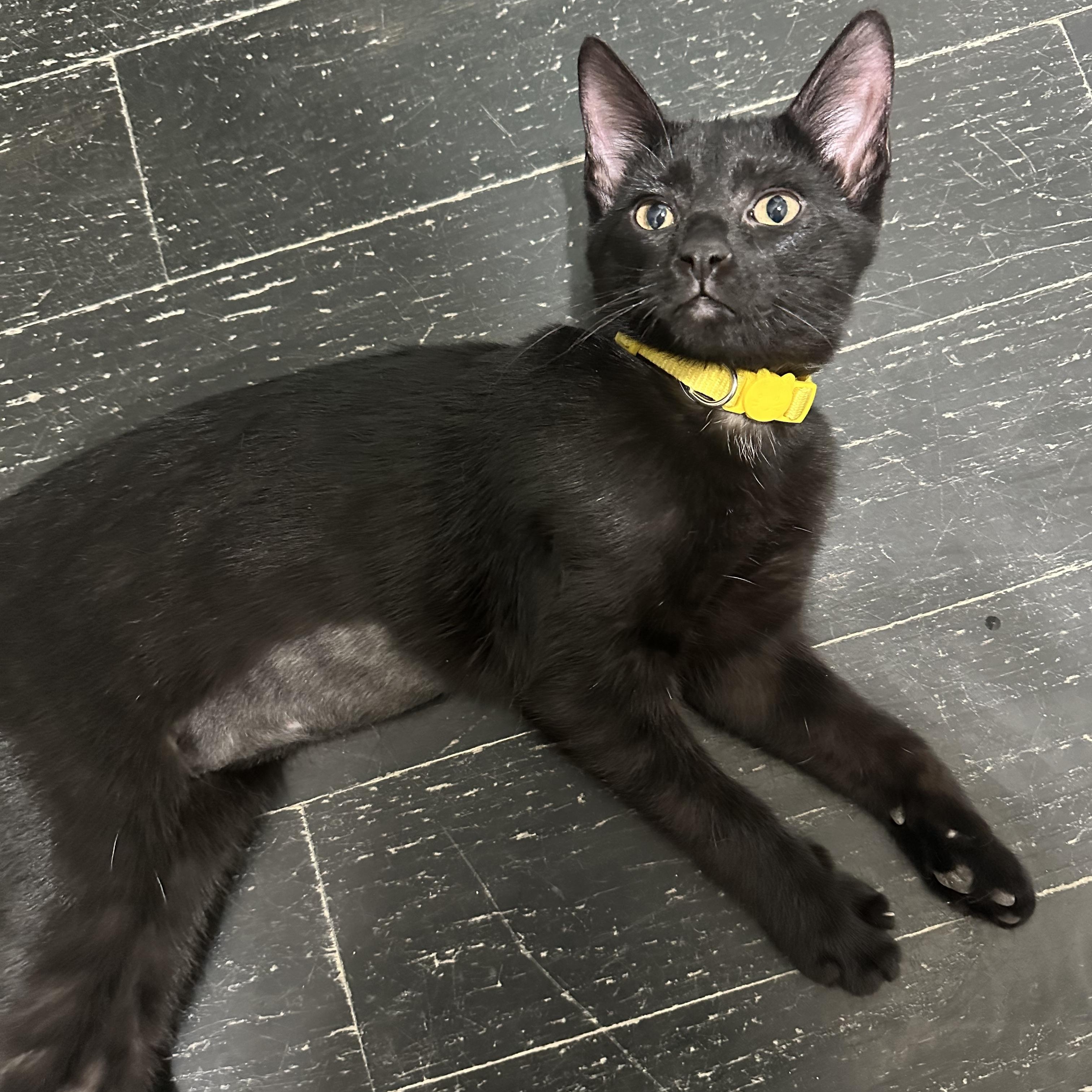 Astrid, a Adoptable Domestic Short Hair in East Brunswick, NJ image 6/6
