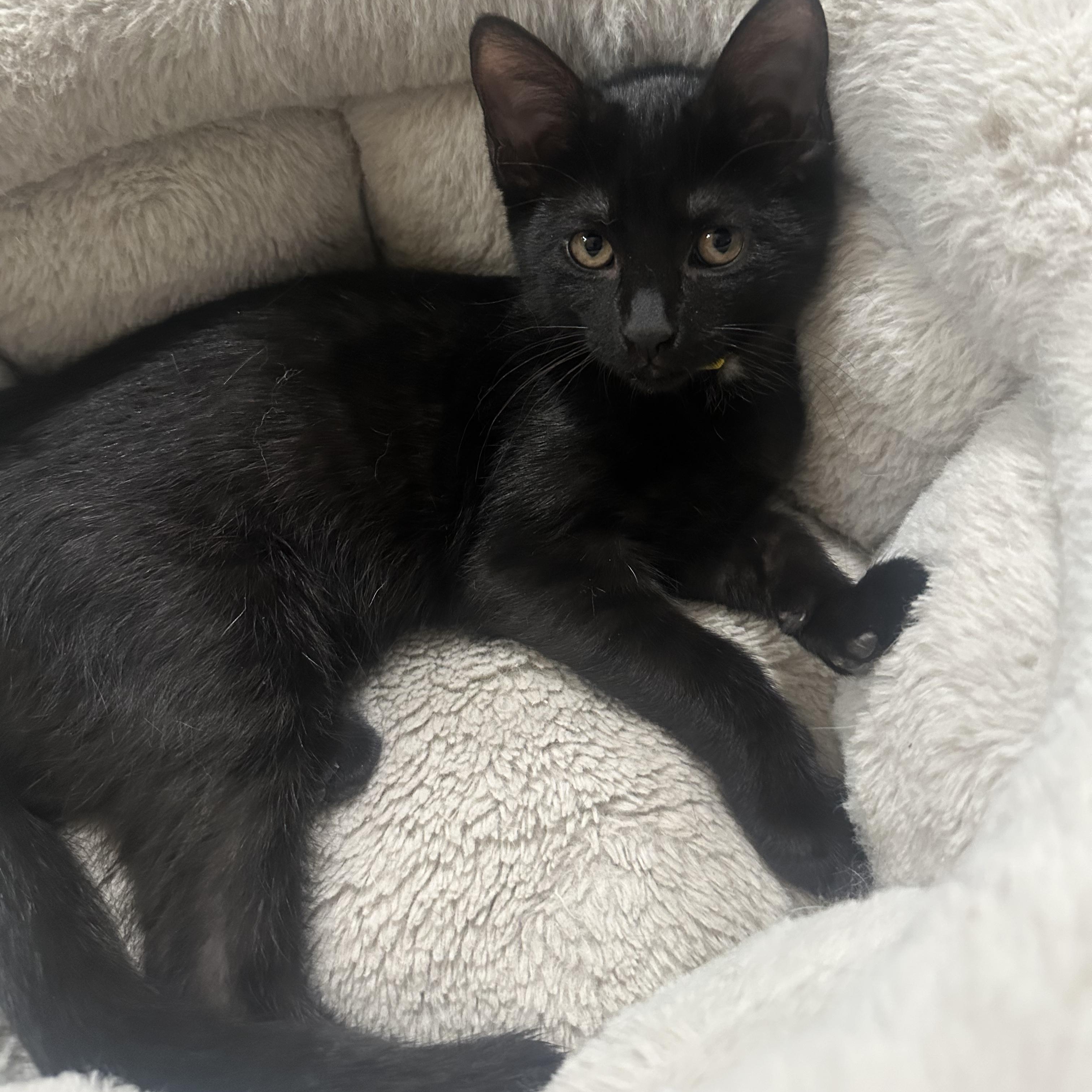 Astrid, a Adoptable Domestic Short Hair in East Brunswick, NJ image 4/6