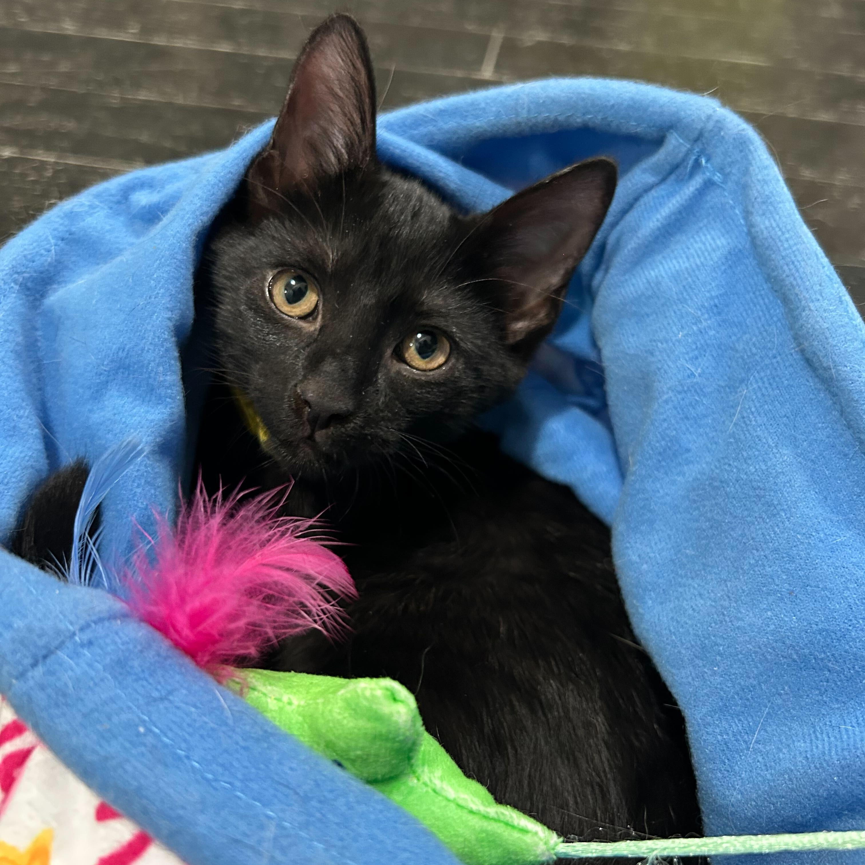 Astrid, Adoptable, Kitten Female Domestic Short Hair.