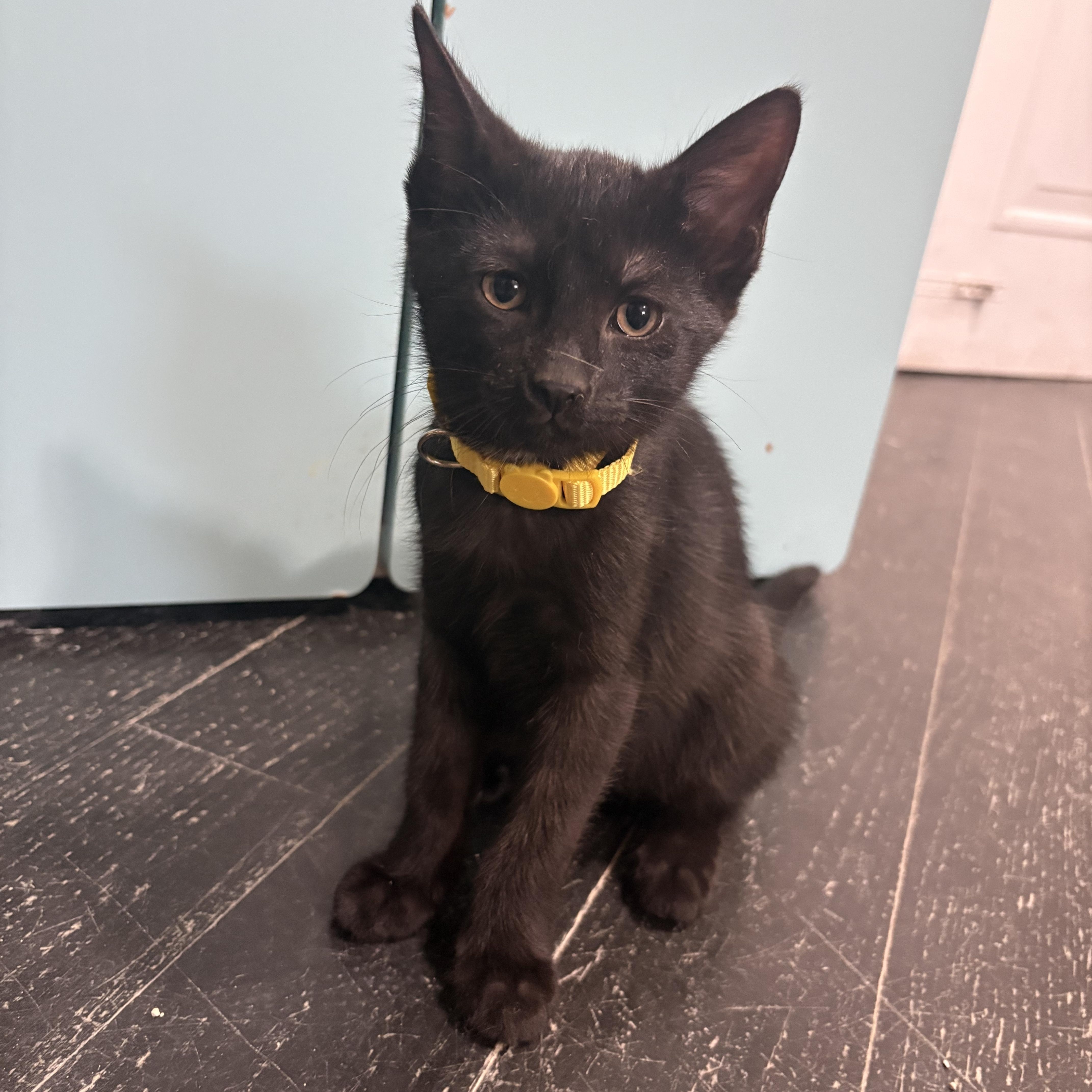 Astrid, a Adoptable Domestic Short Hair in East Brunswick, NJ image 3/6