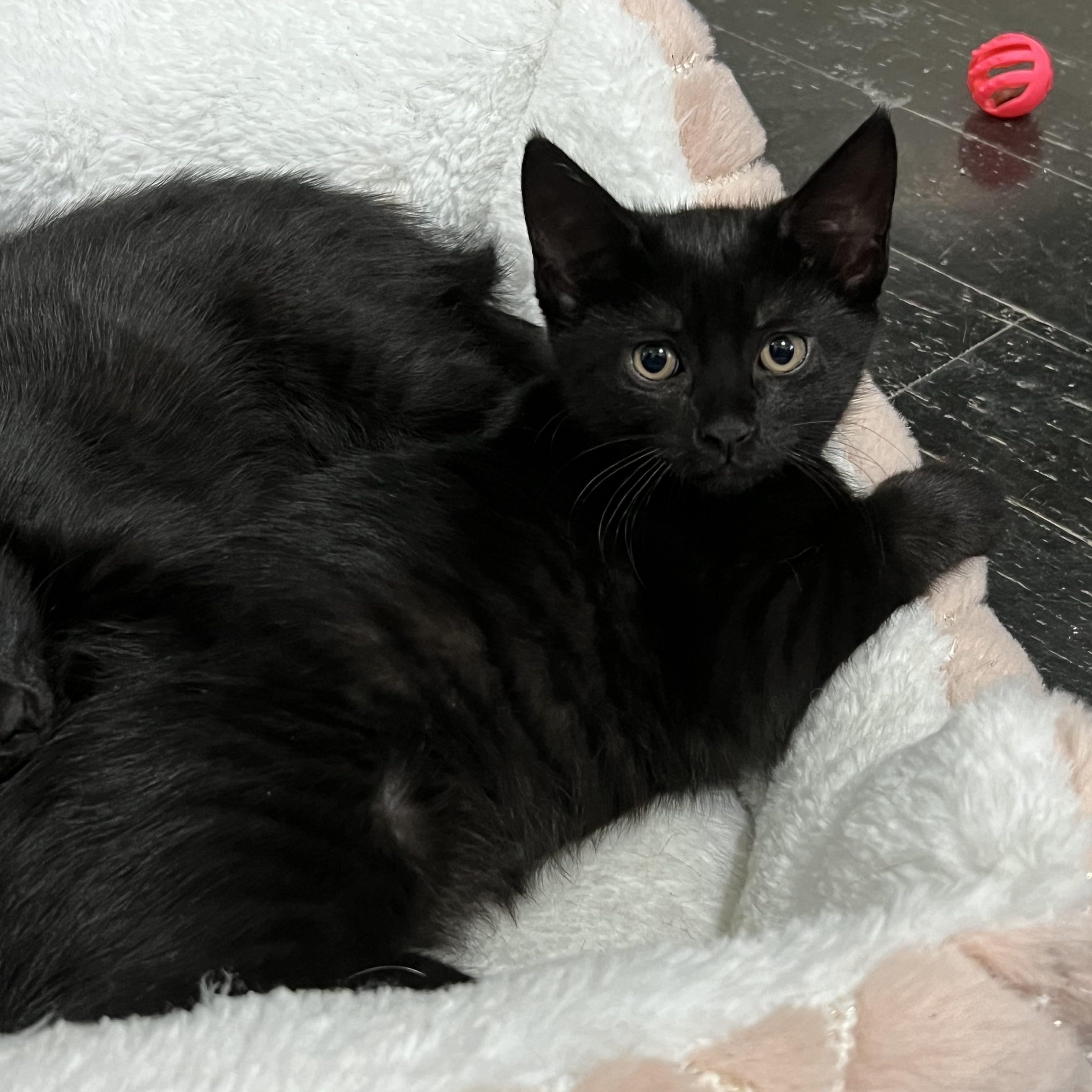Astrid, a Adoptable Domestic Short Hair in East Brunswick, NJ image 2/6