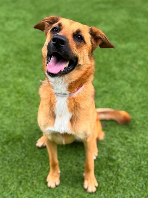 FALCA, Adoptable, Young Female Australian Cattle Dog / Blue Heeler & Mixed Breed.