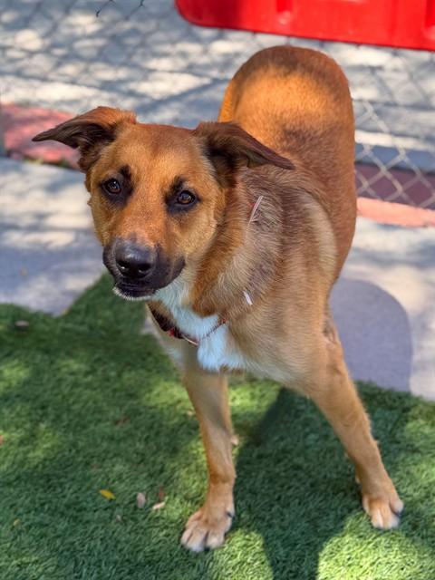 Enlarge FALCA, a Adoptable mixed breed in Agoura, CA image 1/1