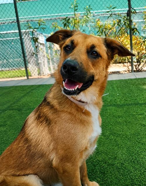 FALCA, Adoptable, Young Female Australian Cattle Dog / Blue Heeler & Mixed Breed.