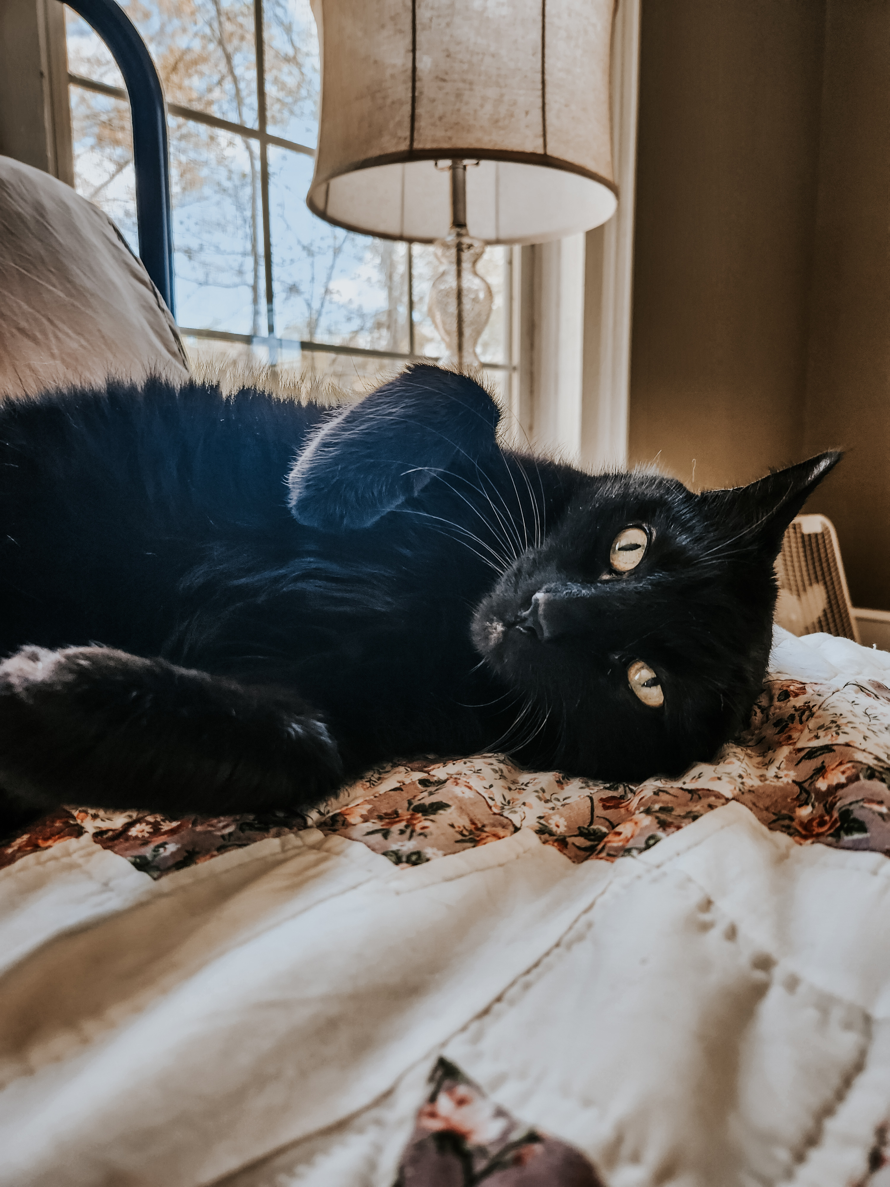 Enlarge Buddy (Bonded with Sasha), a Adoptable Domestic Short Hair in Centerville, GA image 1/1