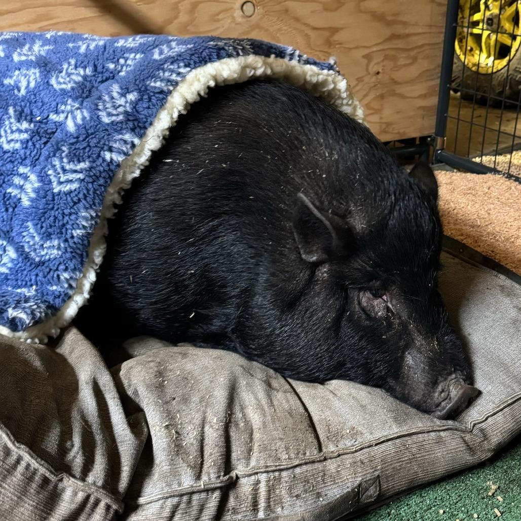 Enlarge Eliza Jane, a Adoptable Vietnamese Pot Bellied in Salem, OR image 2/2