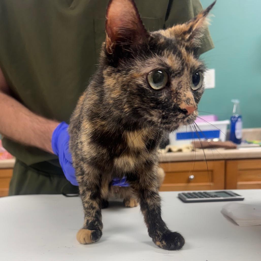 Kate, Adoptable, Adult Female Domestic Short Hair.