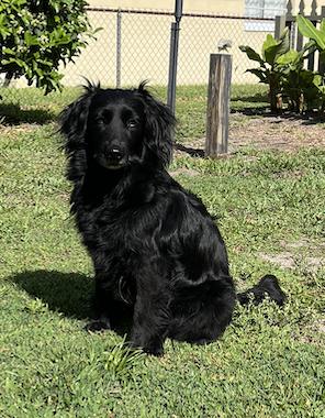 Mia, Adopted, Adult Female Flat-Coated Retriever.