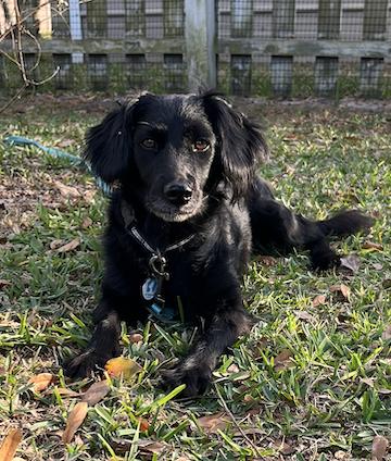 Mia, a Adopted Flat-Coated Retriever in Osteen, FL image 2/3