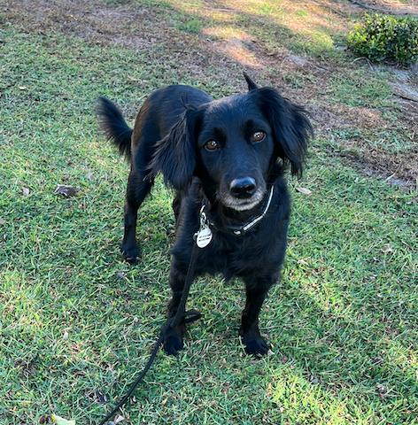 Mia, a Adopted Flat-Coated Retriever in Osteen, FL image 3/3