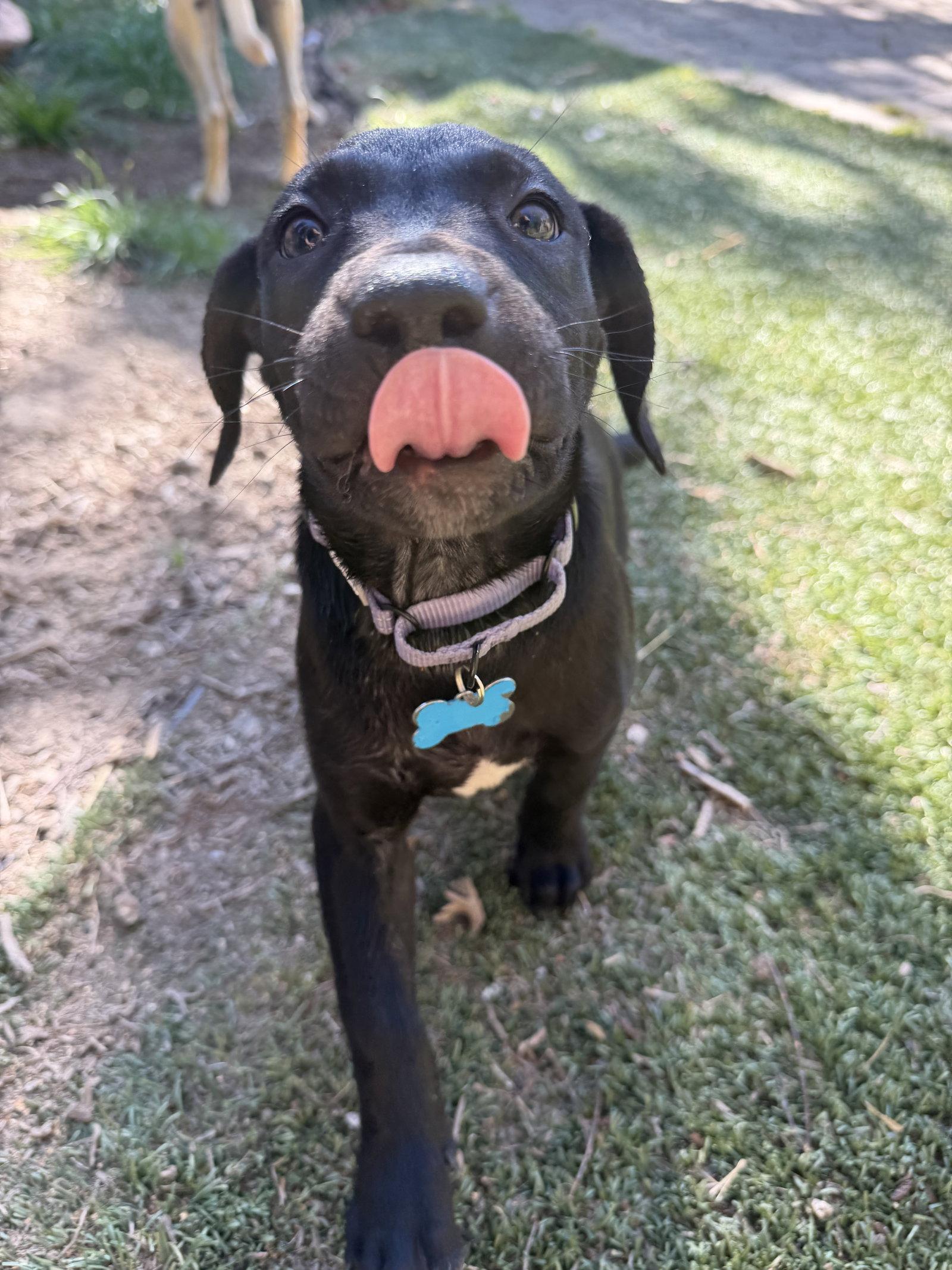 Maggie Mae, Adoptable, Young Female Labrador Retriever.