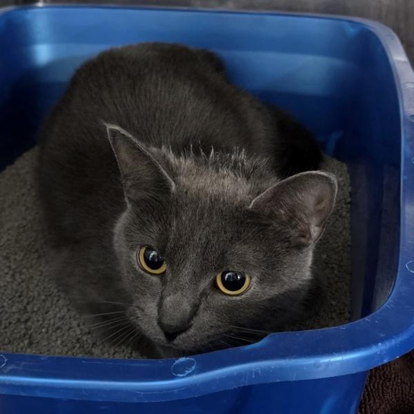 Lobster, Adoptable, Adult Female Domestic Short Hair.