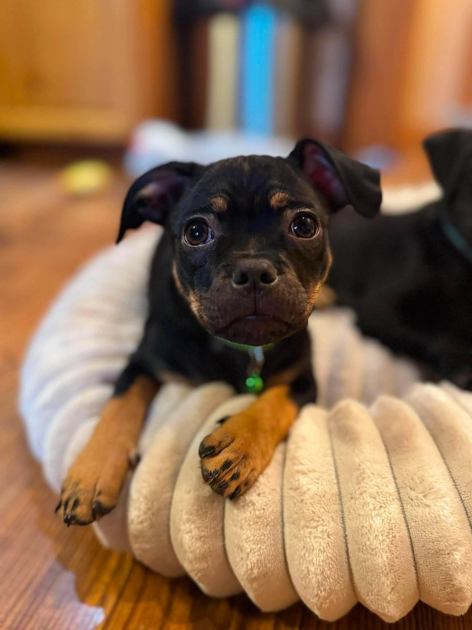 Rue, ADOPTABLE, Puppy Male Dachshund & Pug.