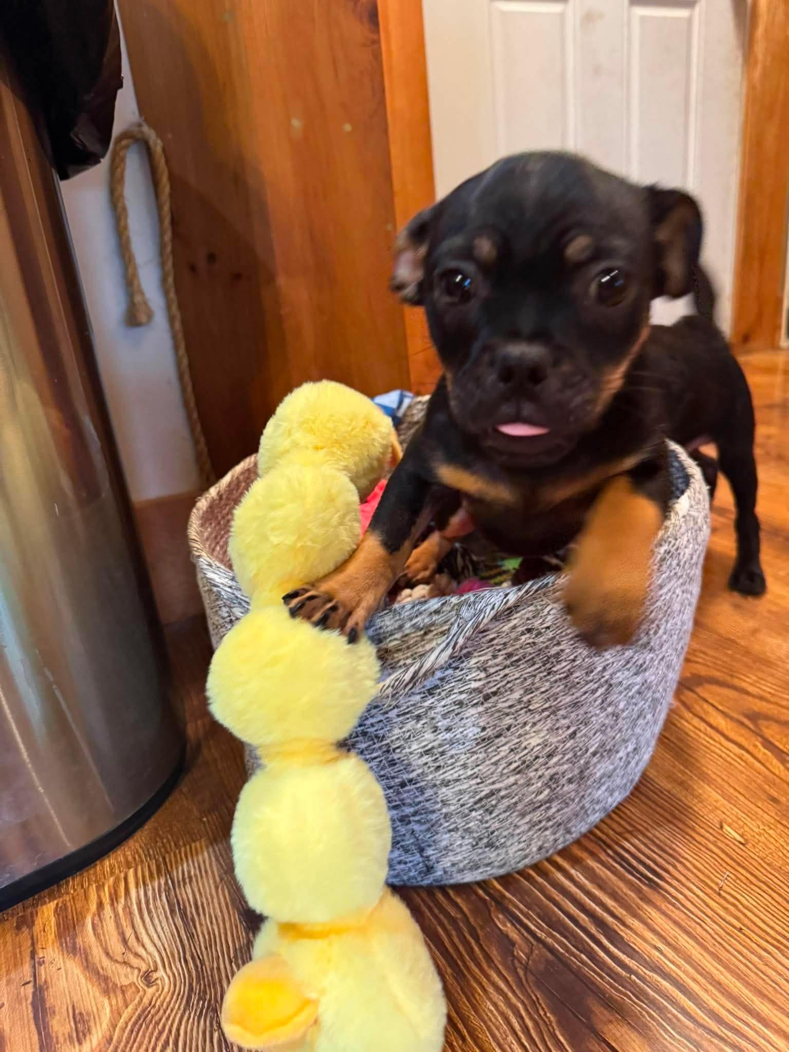 Rue, a ADOPTABLE mixed breed in Byron, IL image 3/6