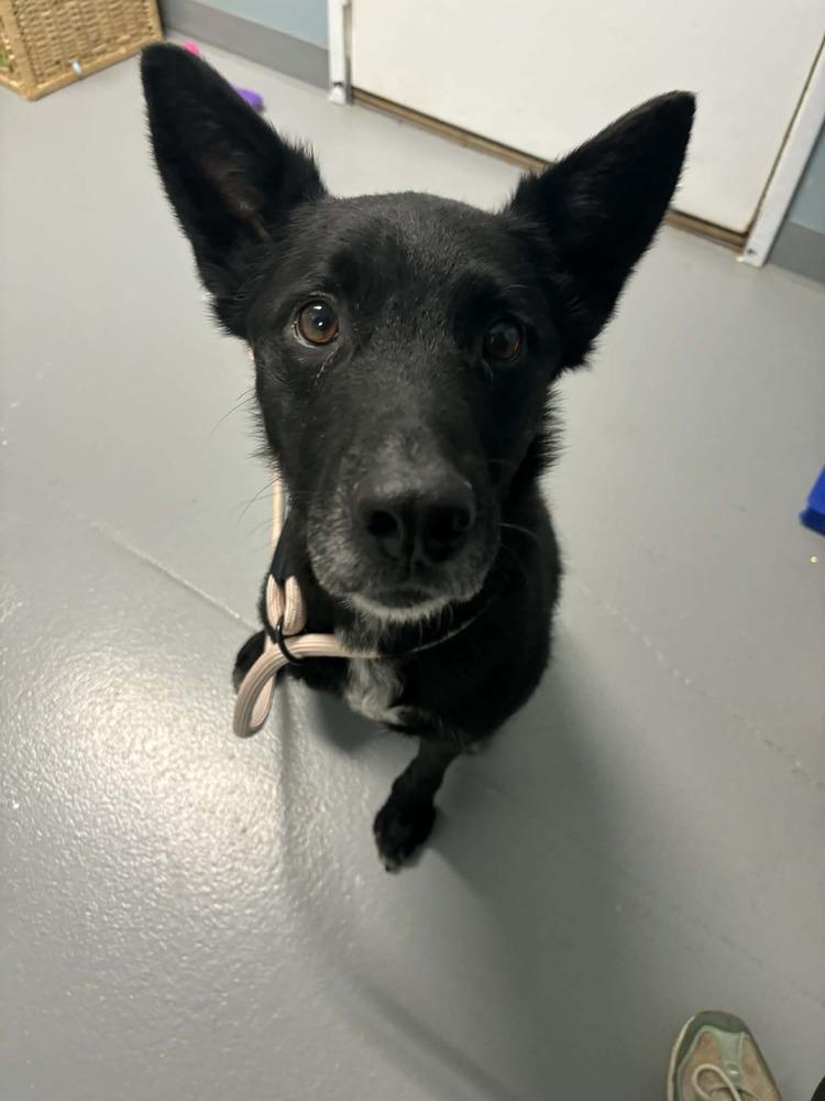 Enlarge Skip, a Adoptable mixed breed in Muskegon, MI image 1/3