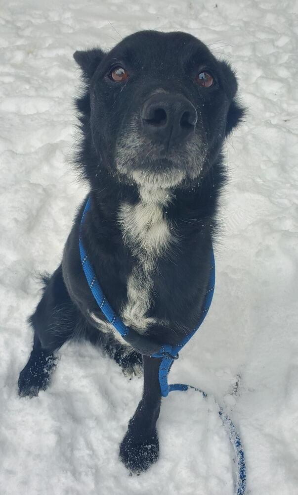 Enlarge Skip, a Adoptable mixed breed in Muskegon, MI image 2/3