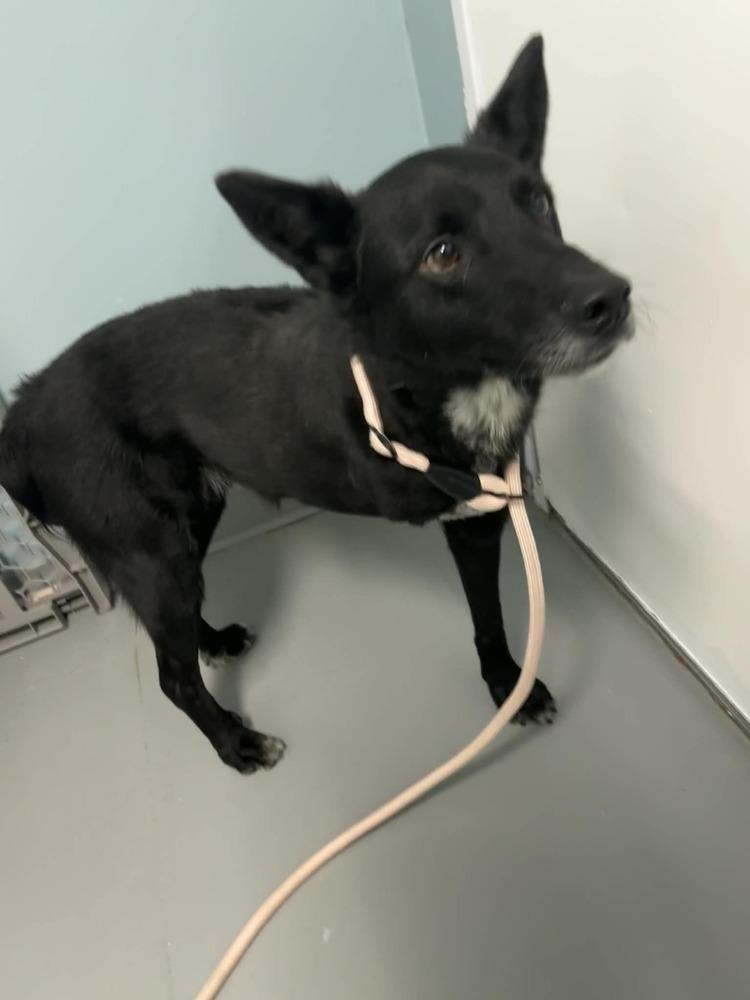 Enlarge Skip, a Adoptable mixed breed in Muskegon, MI image 3/3