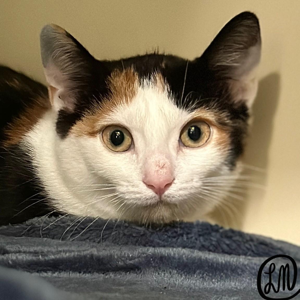 Enlarge Cinderella, a Adoptable Domestic Short Hair in Victor, NY image 3/4
