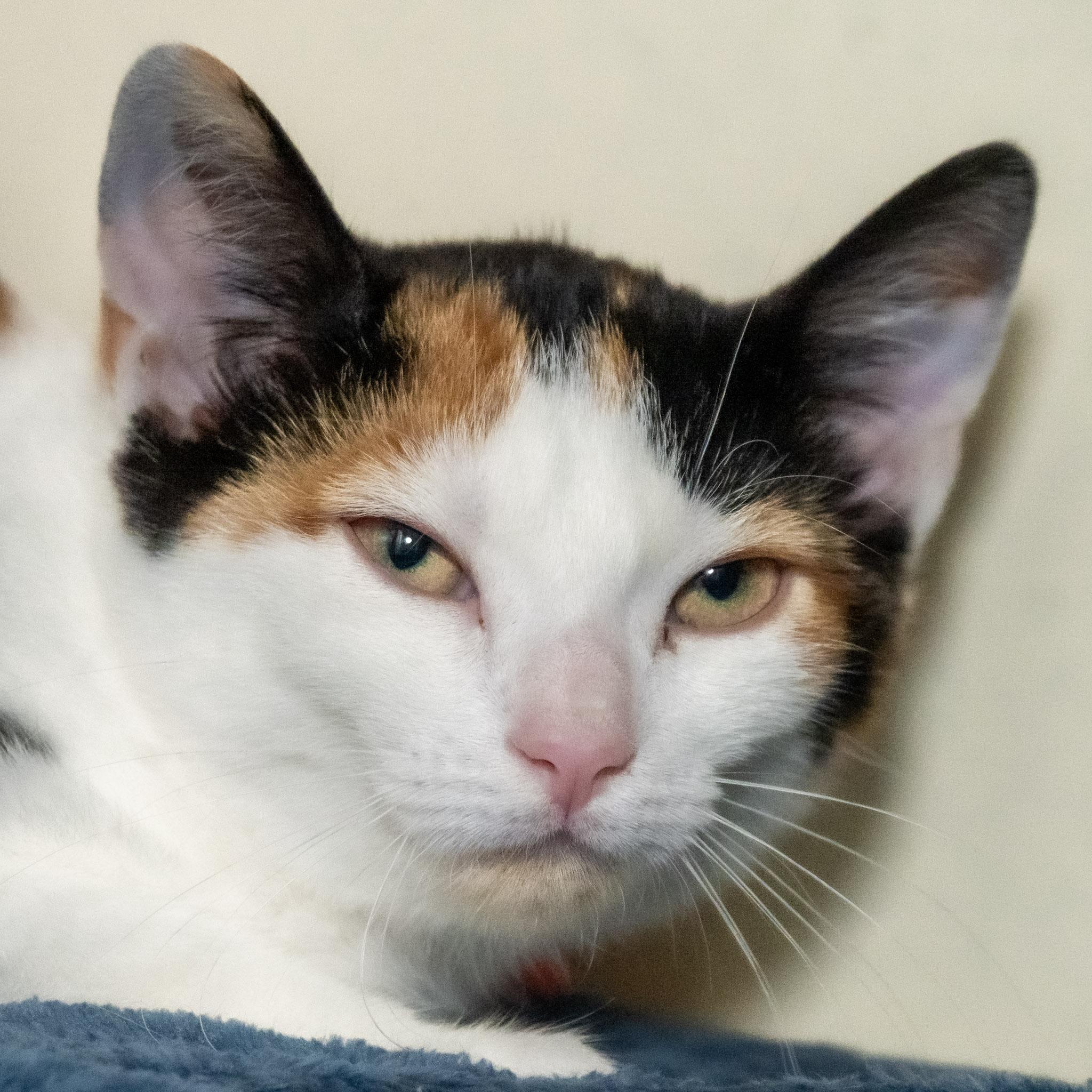 Enlarge Cinderella, a Adoptable Domestic Short Hair in Victor, NY image 1/4