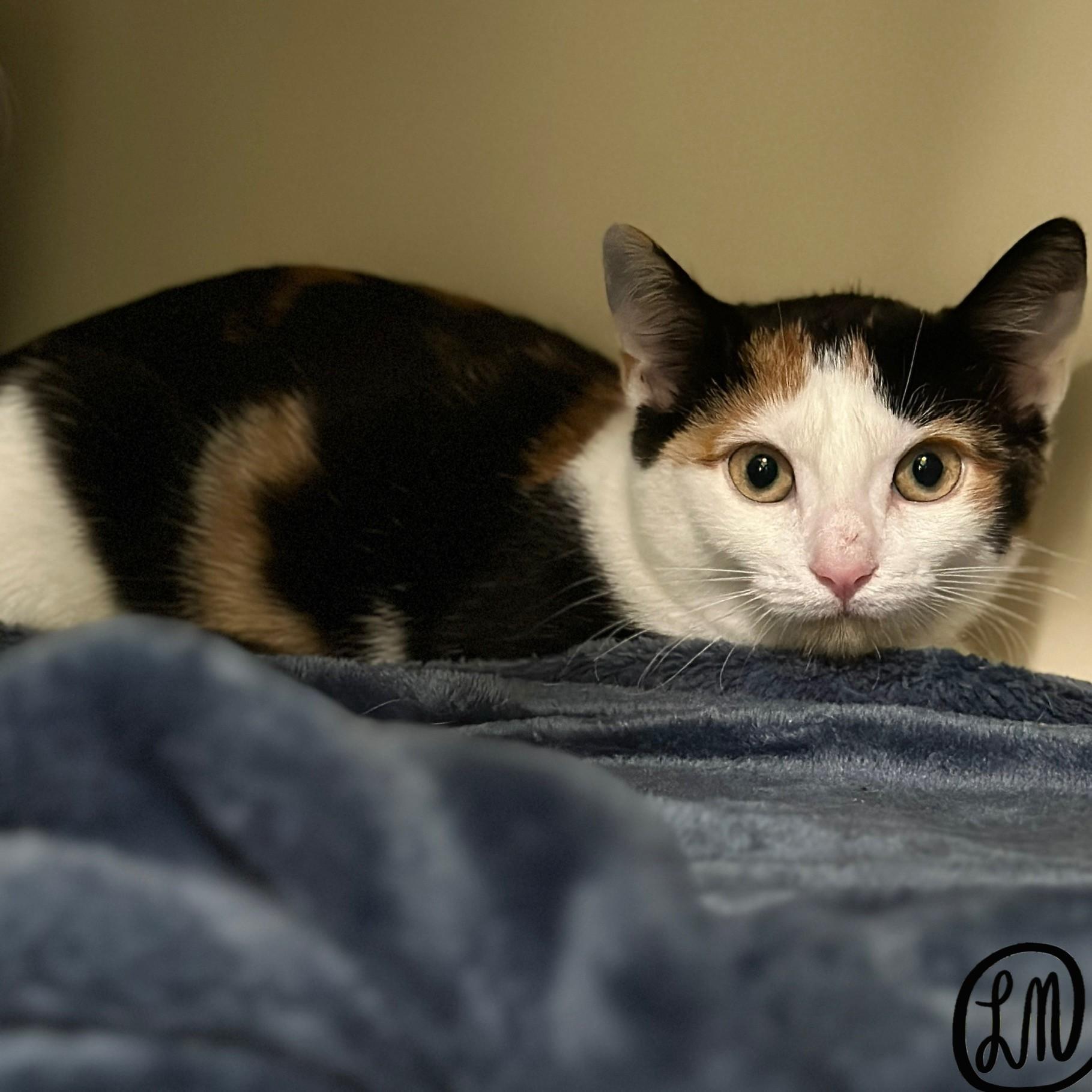 Enlarge Cinderella, a Adoptable Domestic Short Hair in Victor, NY image 4/4