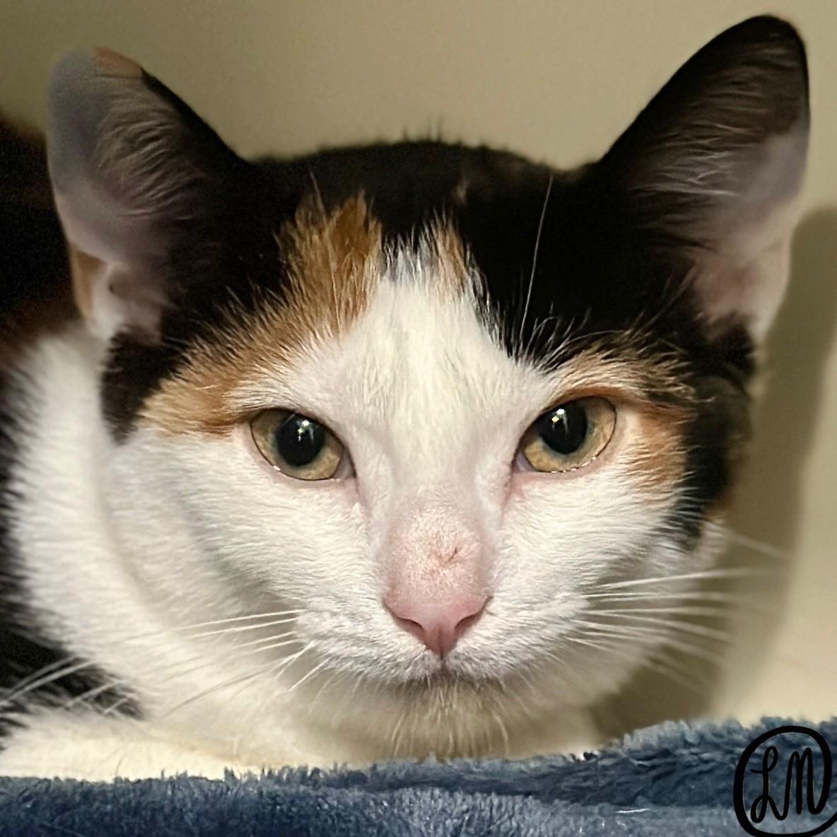 Enlarge Cinderella, a Adoptable Domestic Short Hair in Victor, NY image 2/4