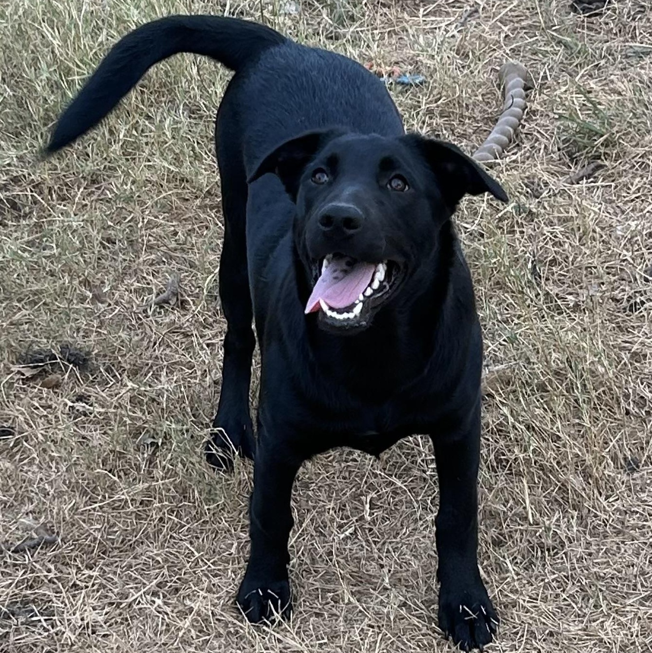 Enlarge Luna, a Adoptable mixed breed in Burnsville, MN image 2/6