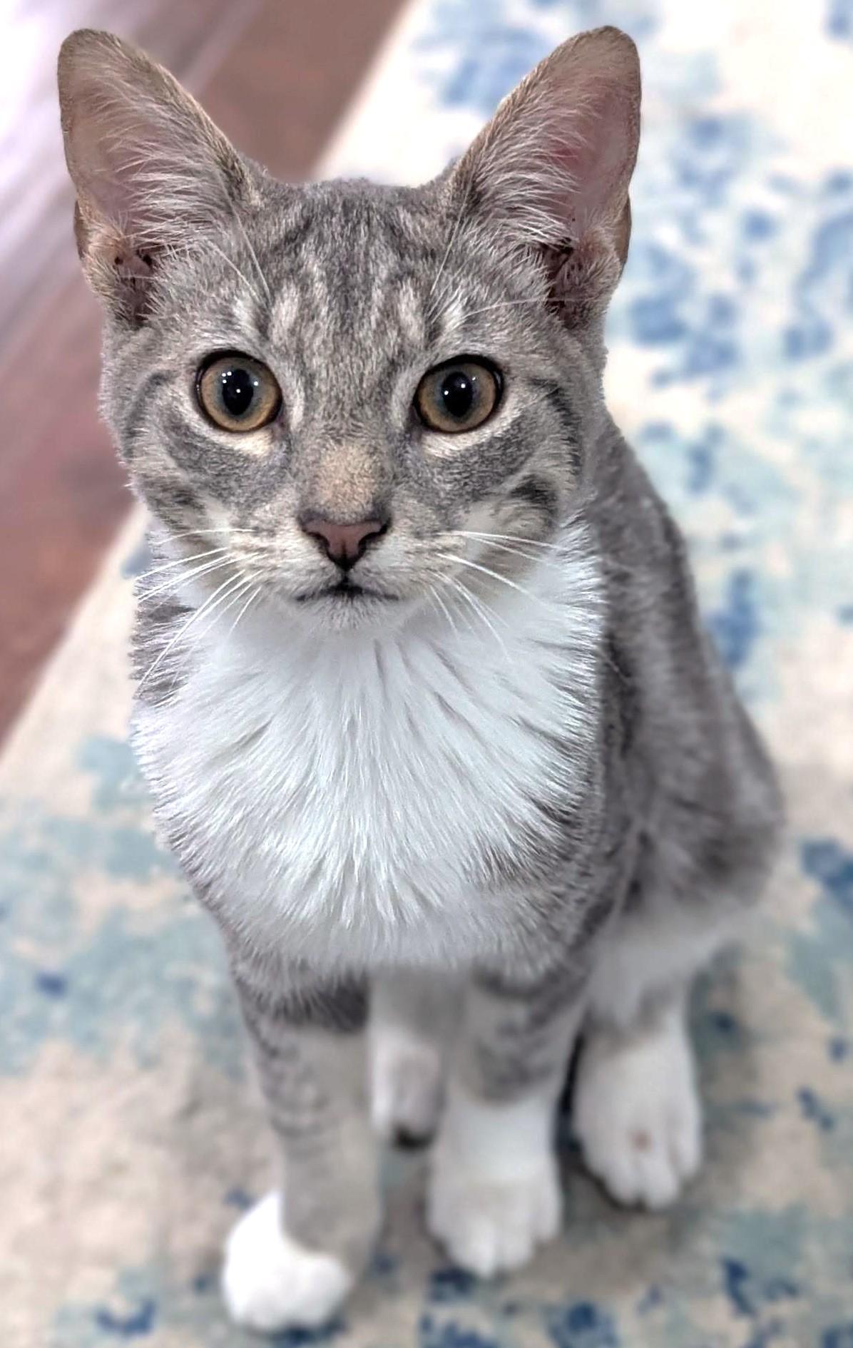 Enlarge Farrum, a hold Tabby in Jamaica Plain, MA image 2/2