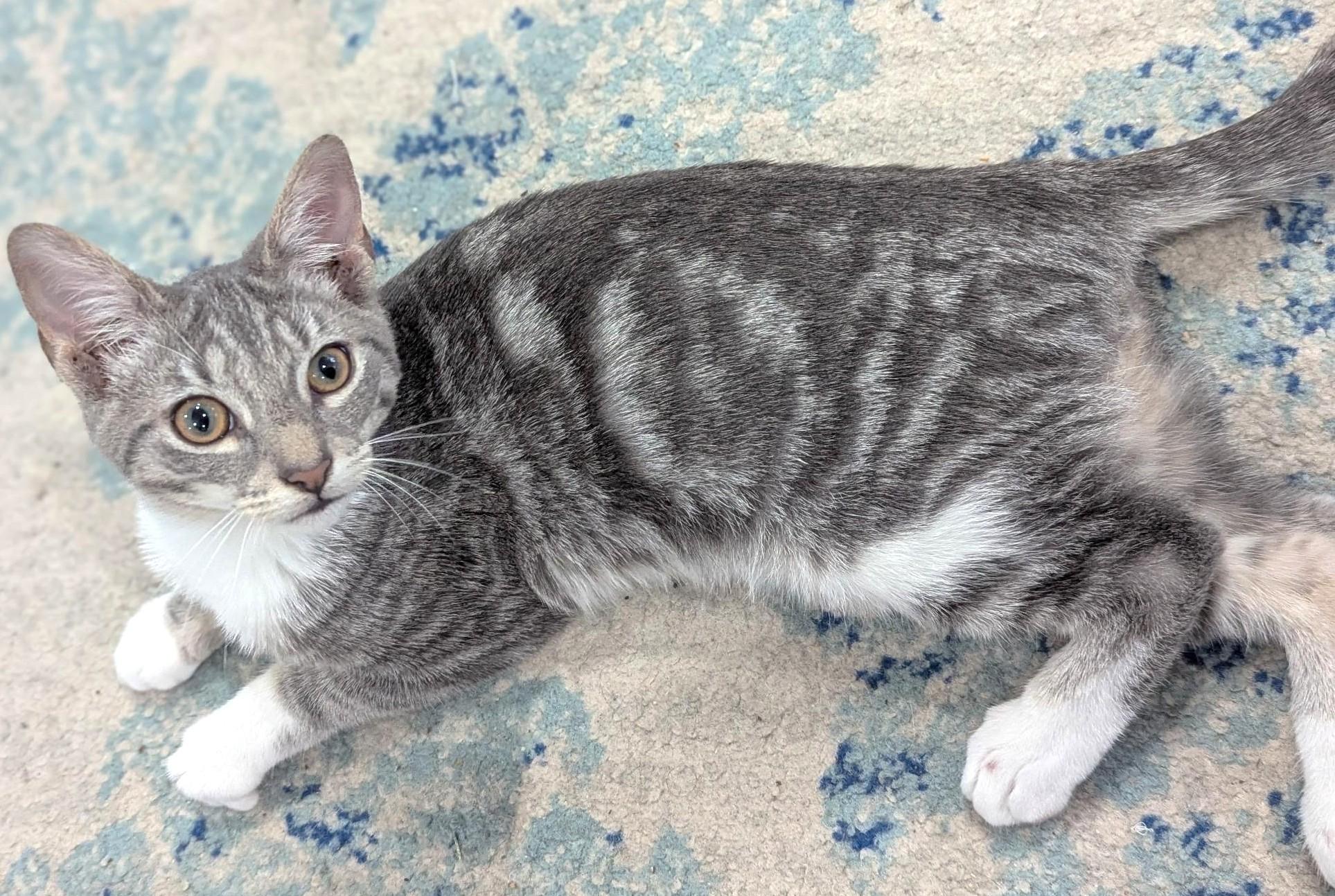 Farrum, ADOPTABLE, Kitten Male Tabby.