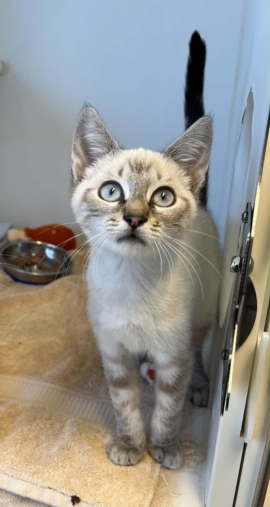 Truman, adopted, Kitten Male Domestic Short Hair.