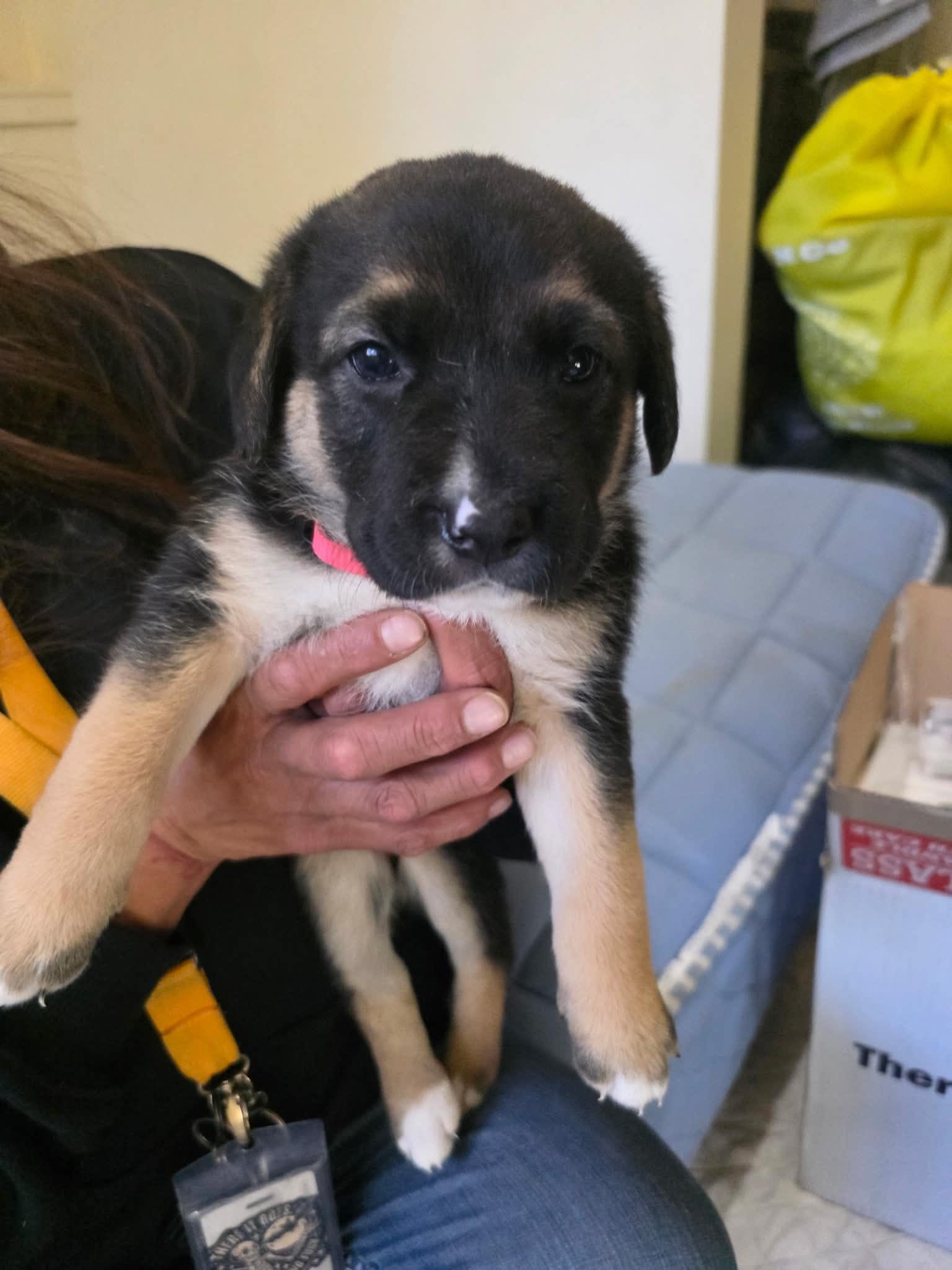 Smidgen, Adoptable, Puppy Female German Shepherd Dog.