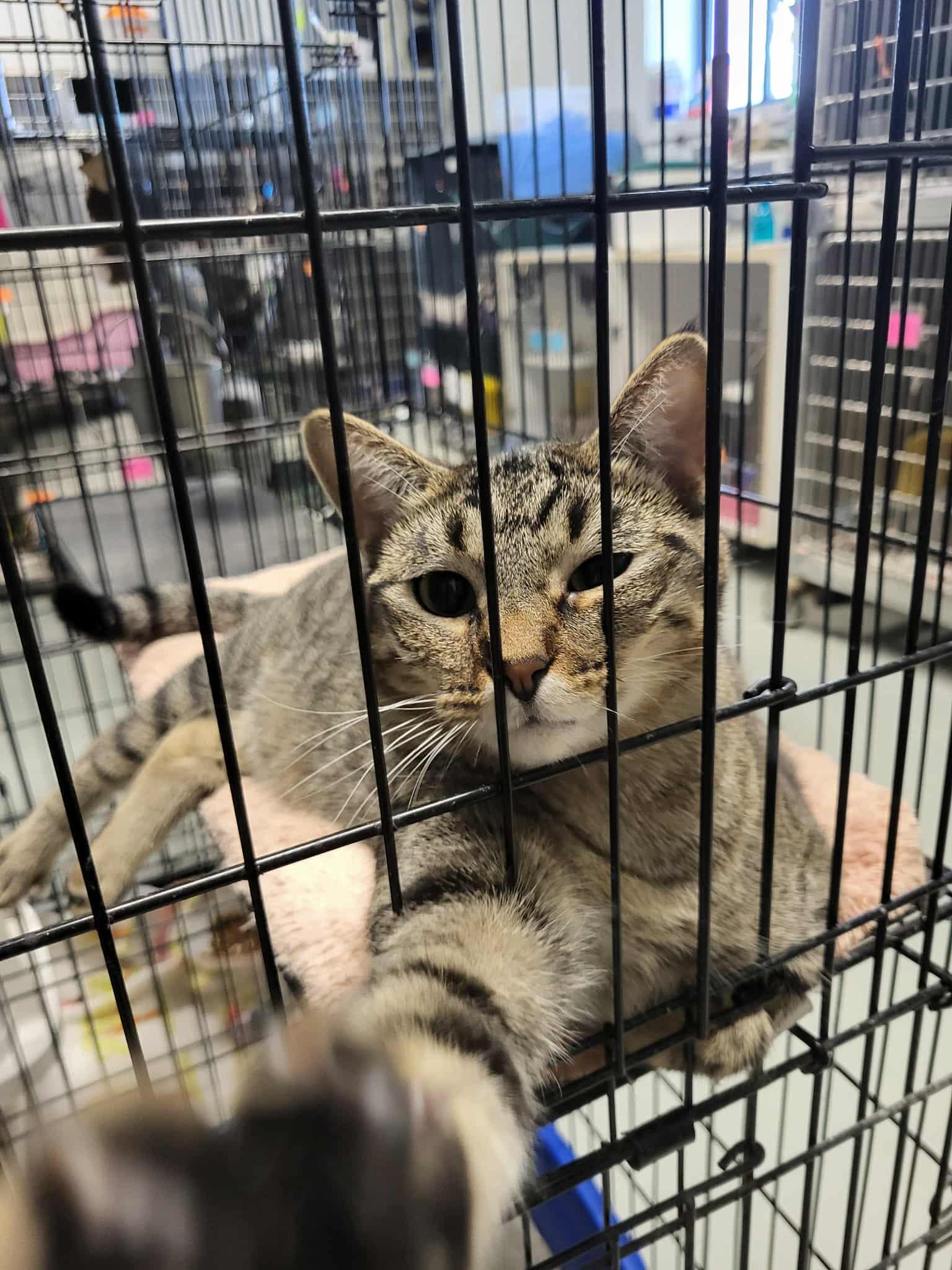 Moira, Adoptable, Young Female Domestic Short Hair.