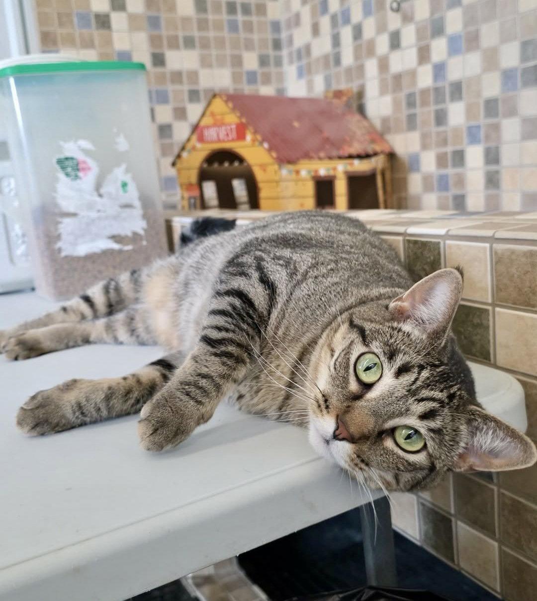 Enlarge Moira, a Adoptable Domestic Short Hair in Detroit Lakes, MN image 2/3