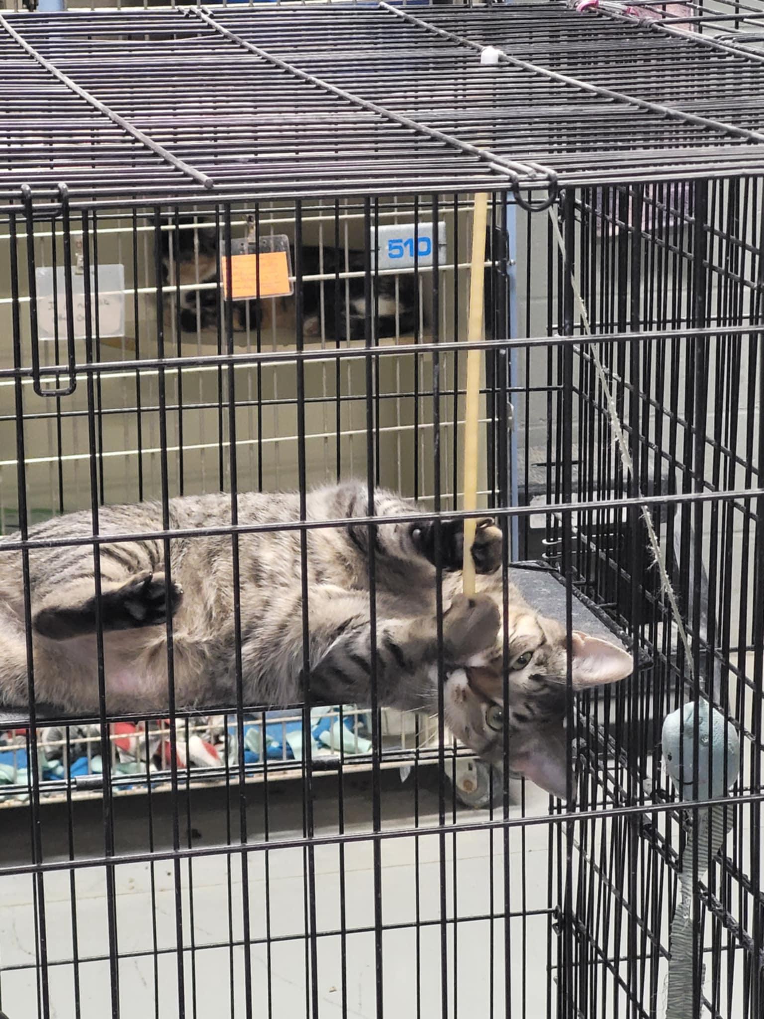 Enlarge Moira, a Adoptable Domestic Short Hair in Detroit Lakes, MN image 2/3